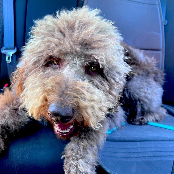 Meet your Posher, Loreley - Picture 1 of 1